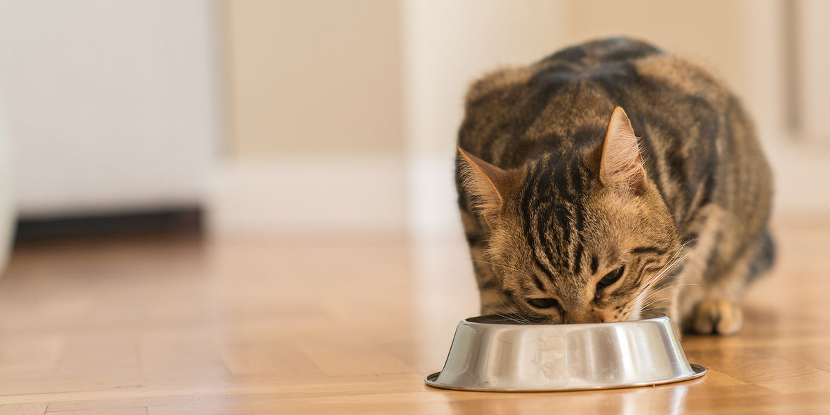 Cat Care – Feeding and Safety