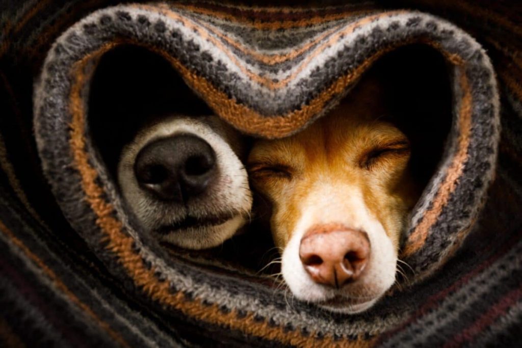 Understanding Pets: Companionship, Care, and the Science of Human-Animal Bonds